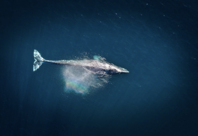 Whale Hello There: A Gray Whale Cocktail for World Gin Day